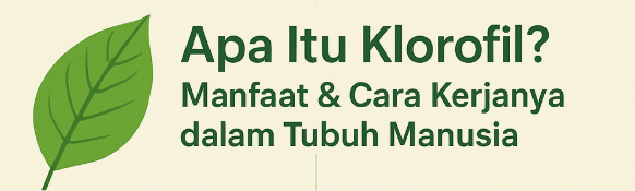 🌿 Apa Itu Klorofil? Manfaat & Cara Kerjanya dalam Tubuh Manusia manfaat klorofil